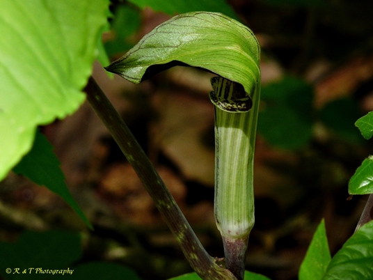 {Arisaema triphyllum}